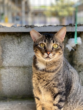 #PraCegoVer: Fotografia do gato Quindim. Suas cores são cinza e preto, seus olhos são verdes.